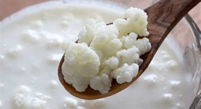 Fresh Live Milk Kefir Grains – Healthy & Active