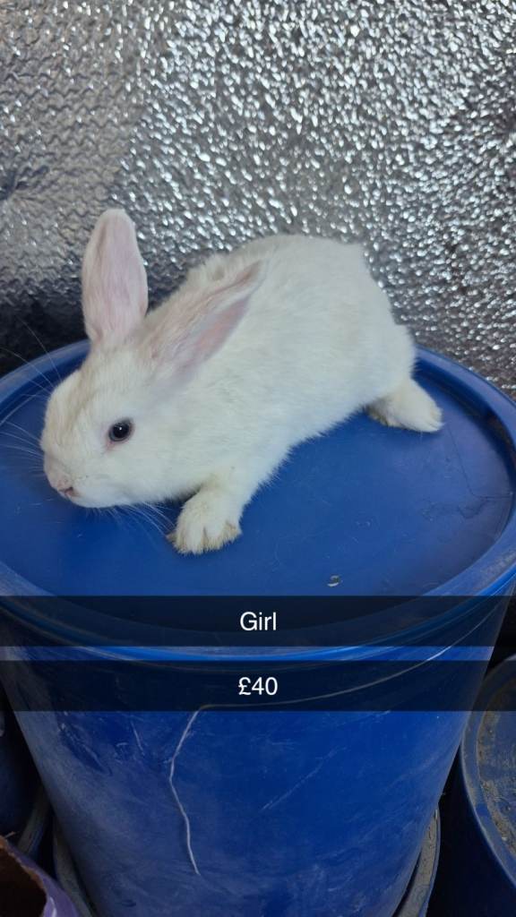 Baby Lionhead Rabbits 8 week old, handled daily 