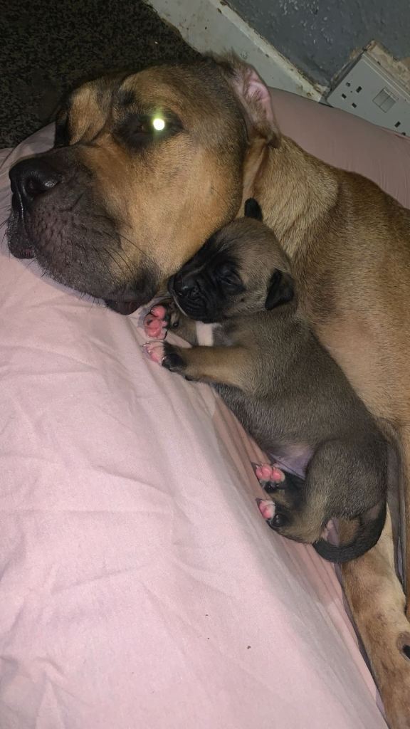 Puppies for sale 