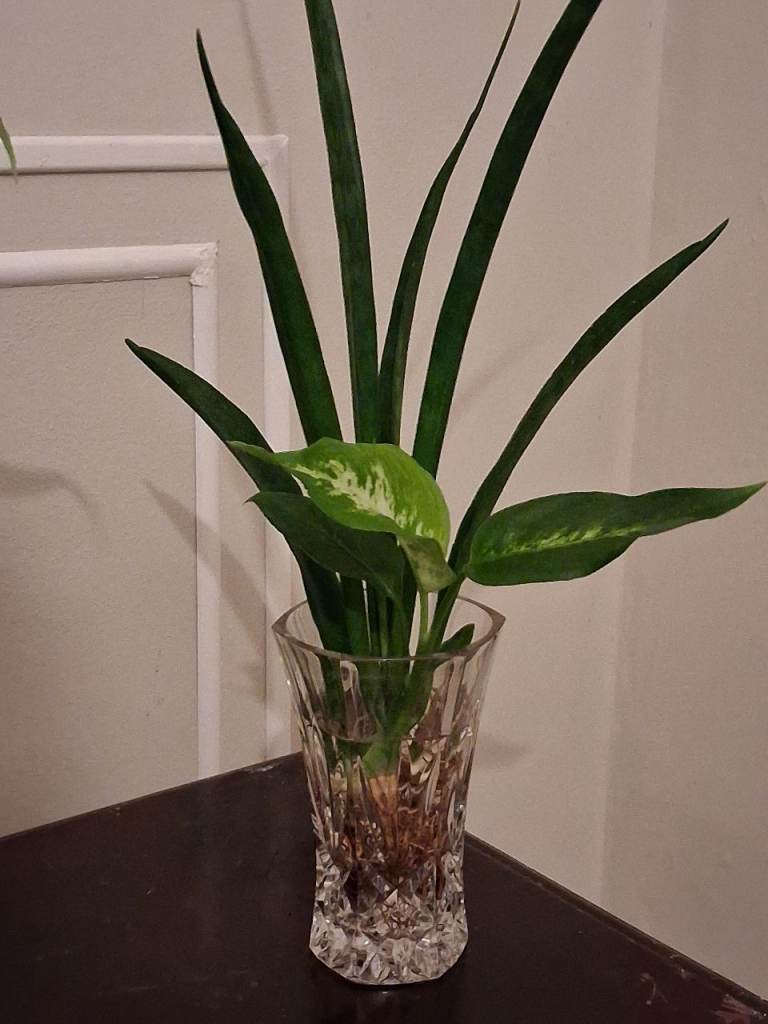 Healthy Snake plant with Dieiffiebacia Compacta Cutting 