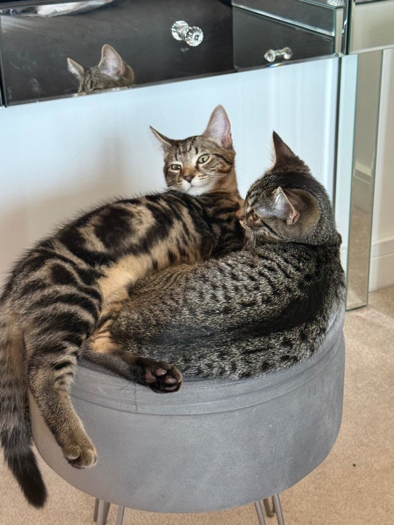 1 boy and 1 girl 3.5 month kittens for sale.