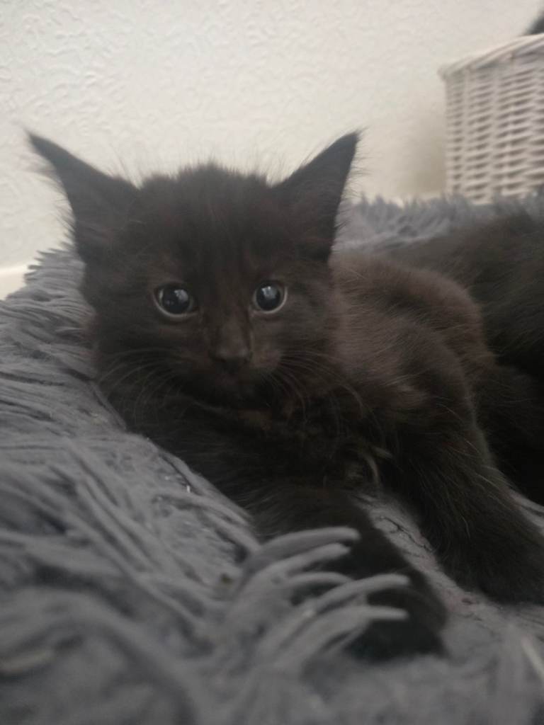 Adorable 2 full black kittens for sale boy+girl