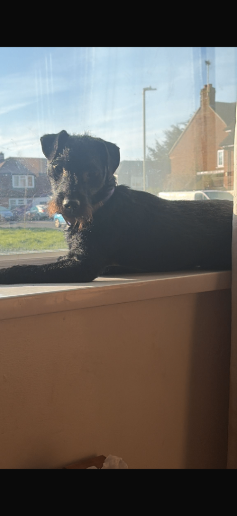 Patterdale cross jack russel 
