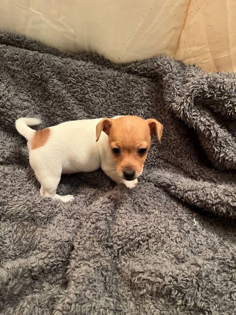 Jack Russell puppy boy