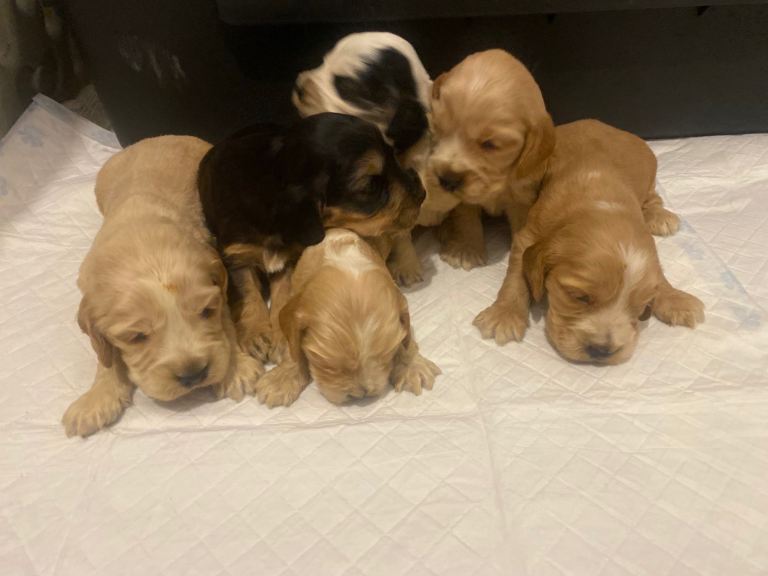 Cocker spaniel puppies
