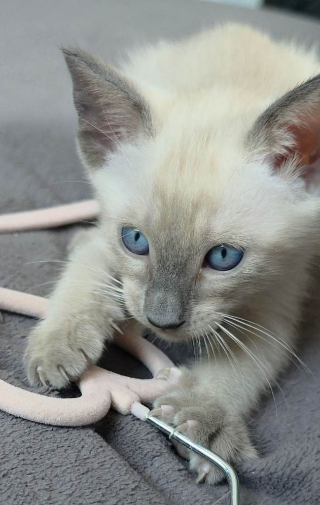 Siamese kittens 