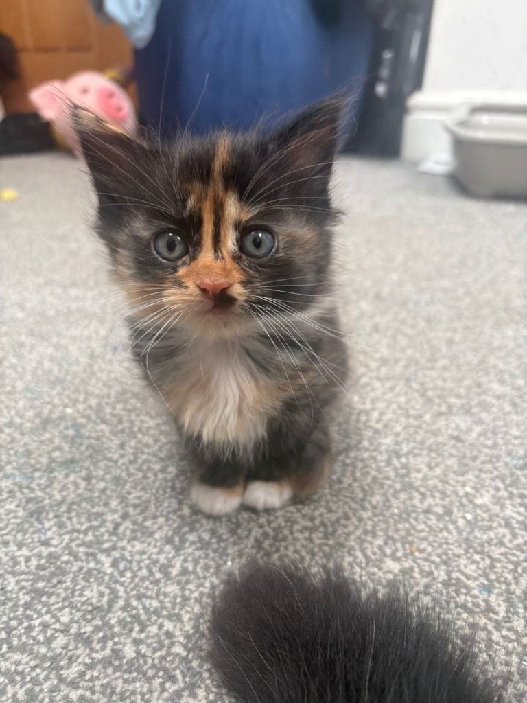 Beautiful female kitten
