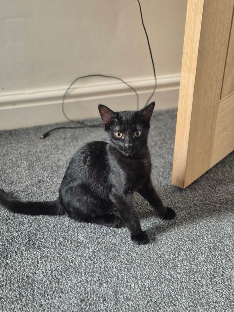 Black british short hair