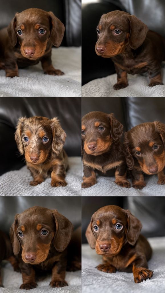 Miniature dachshunds kc reg 
