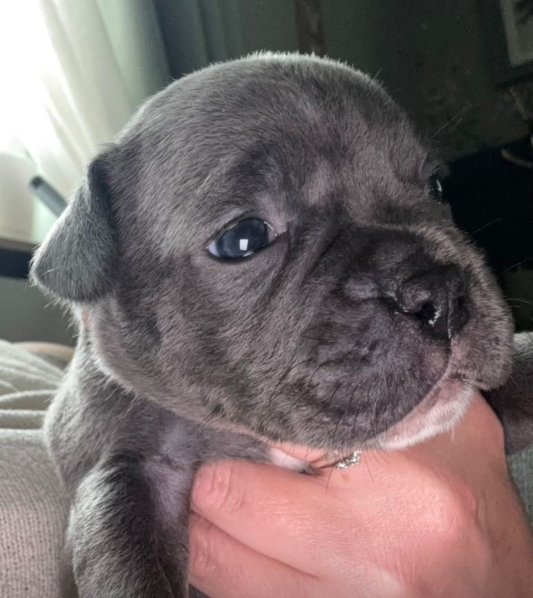 English Staffy x french bulldog puppies 