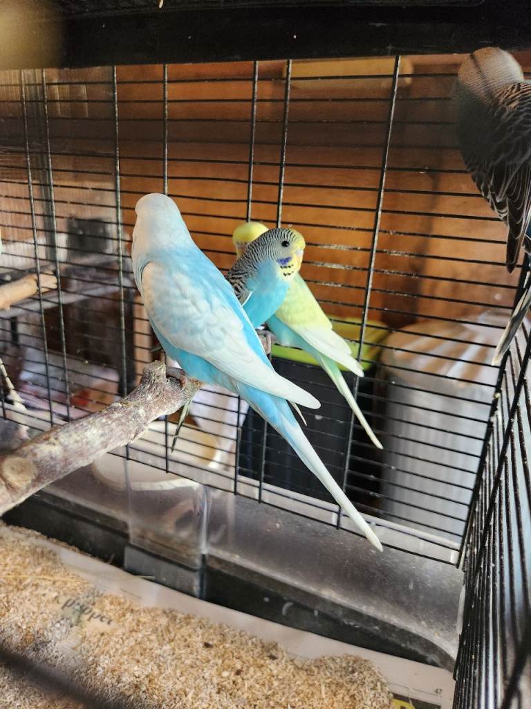 Budgies for sale