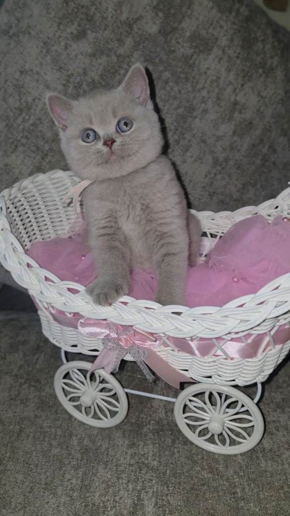 Lilac bsh kittens 