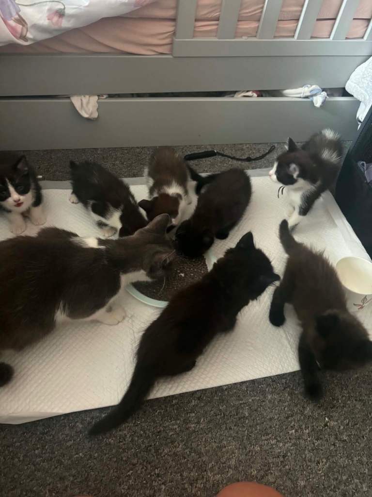 Kittens ready now! Domestic x ragdoll stunning. Colours 