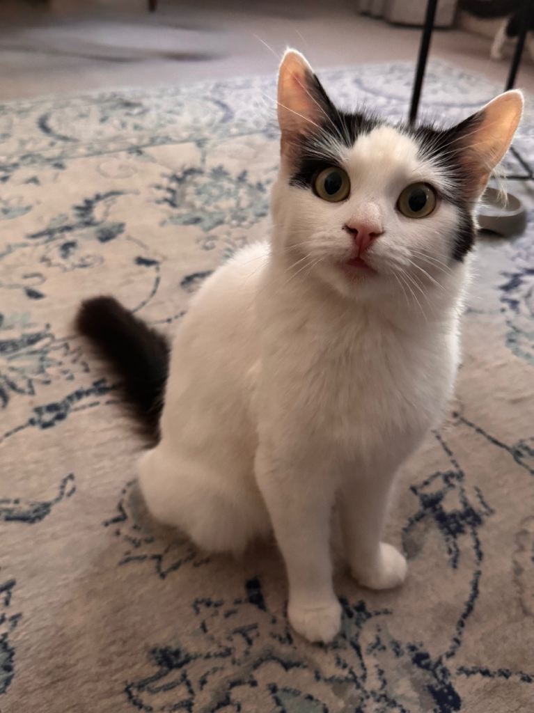 Beautiful Fluffy White Female Cat Seeking Loving Home