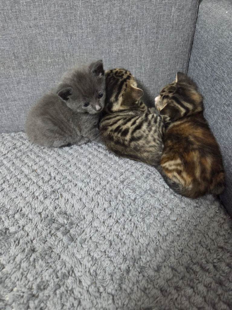 4 Adorable Kittens Ready for Their New Home 