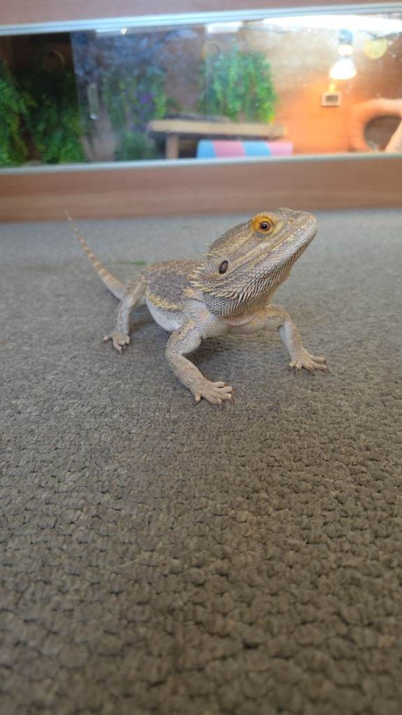 Bearded dragon 