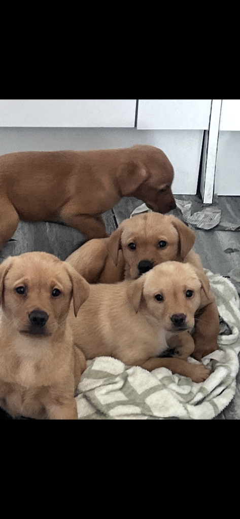 Labrador puppies ready to leave 