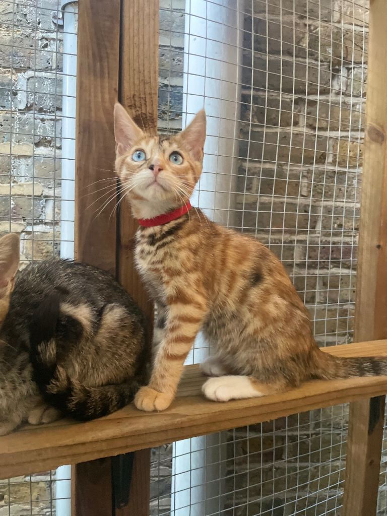Beautiful Bengal x Maine coone kittens 
