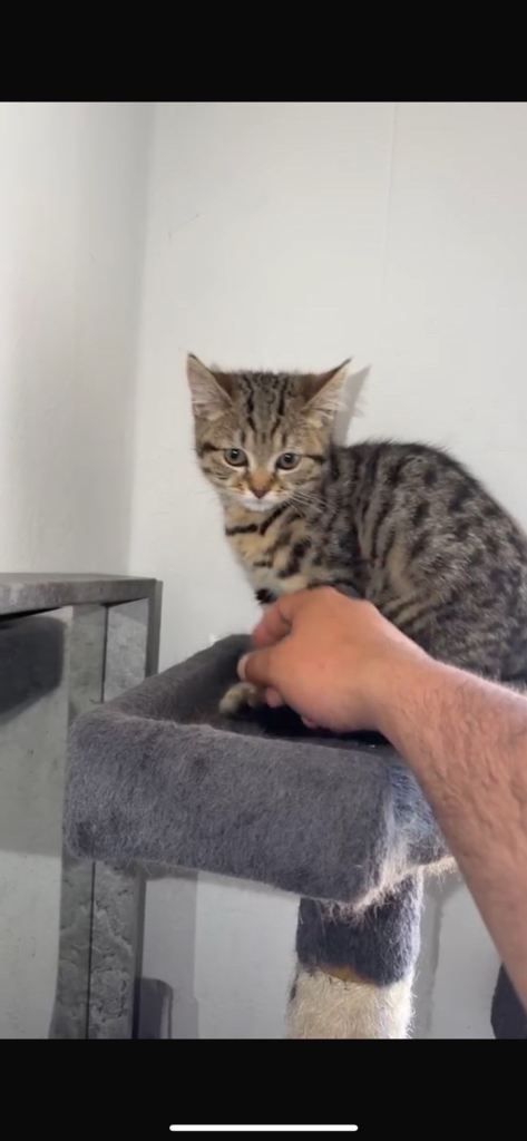 BSH Kitten