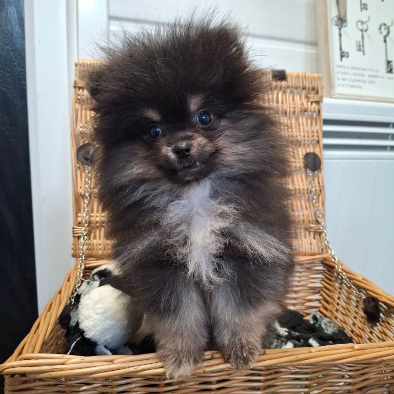 Pomerainian pups for sale