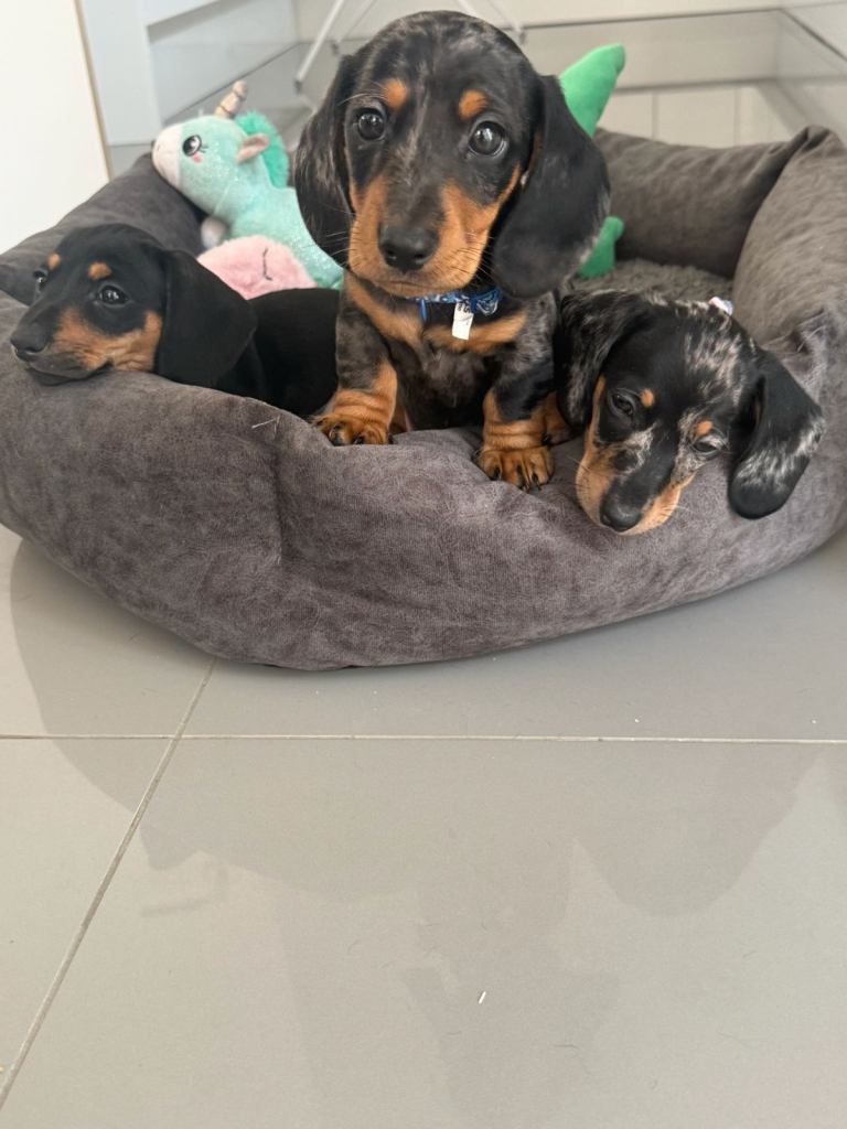 PRA Clear Miniature Dachshund Puppies