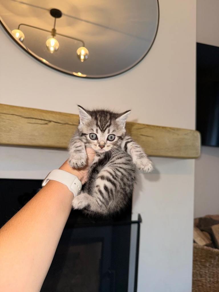 Scottish straight x kitten for sale