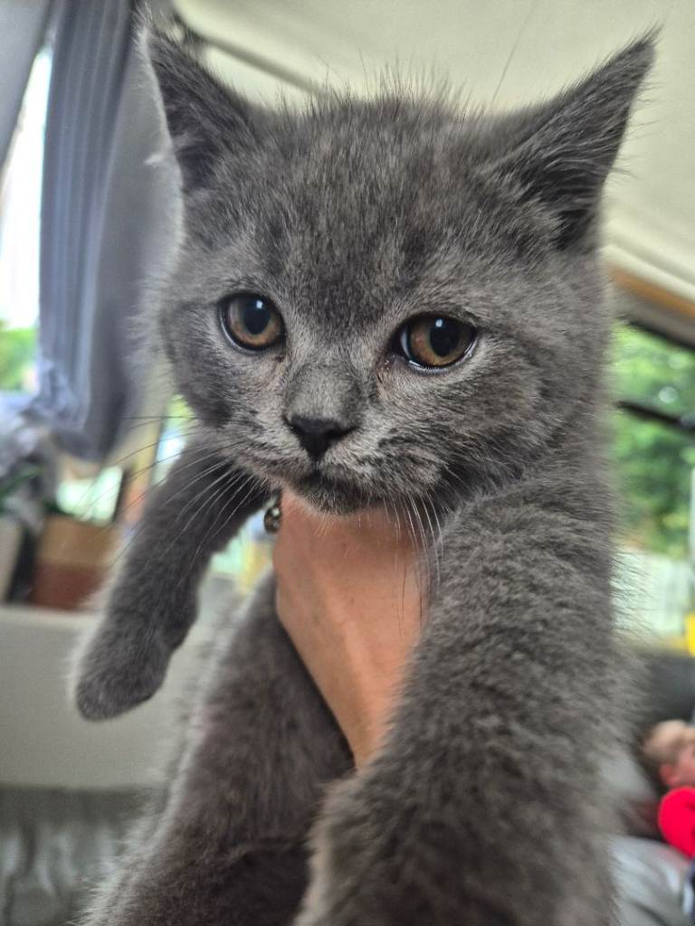 British shorthair kitties pbnr