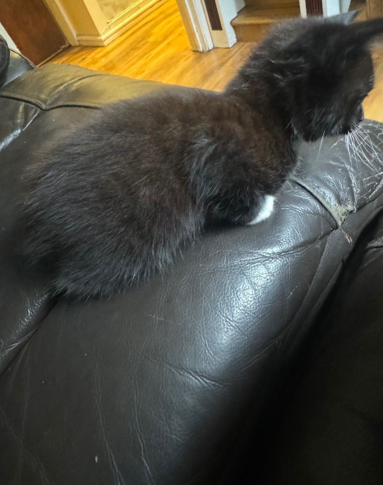 Black and white female kitten