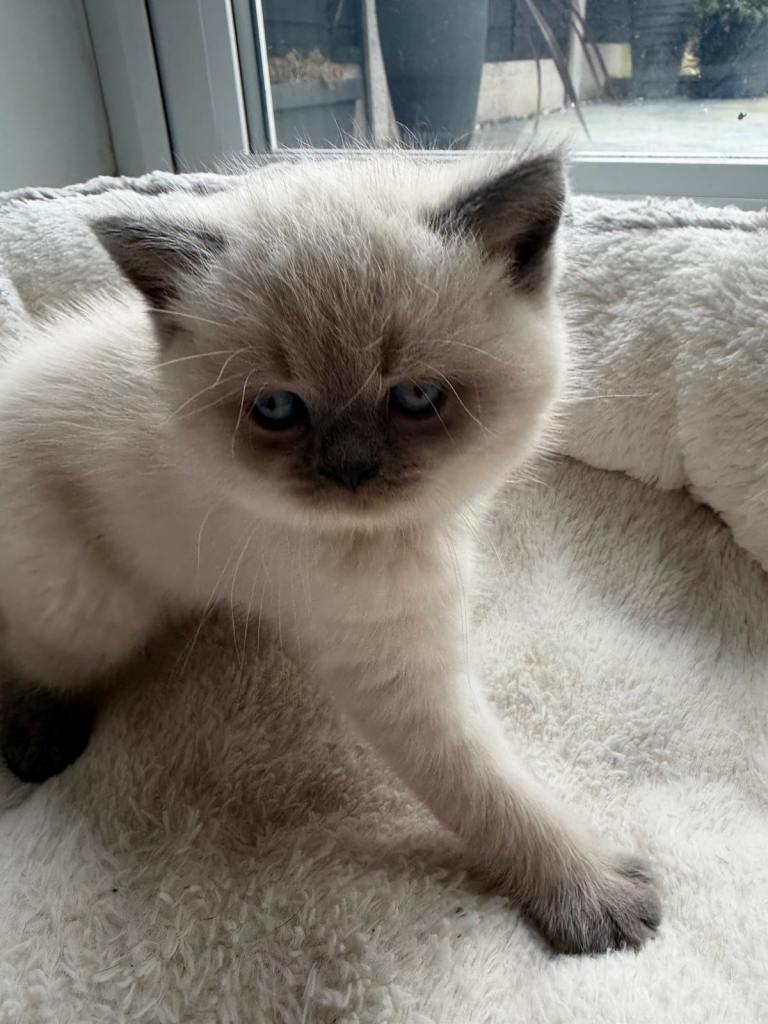 Stunning British shorthair kittens 