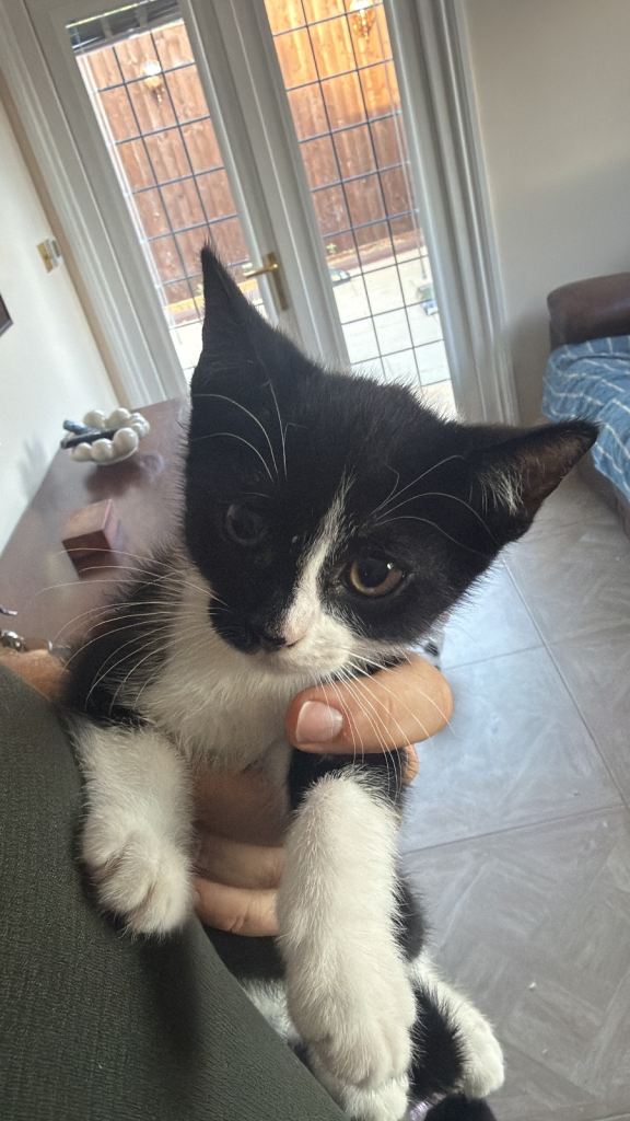 Mixed breed kittens, boys and girls