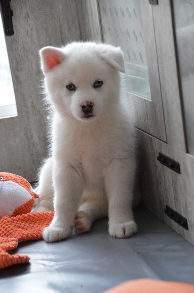 READY TO LEAVE- ONE F2 Pomsky Pup left - KOVU