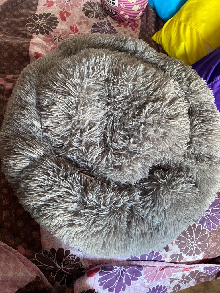 Large cat/small dog bed