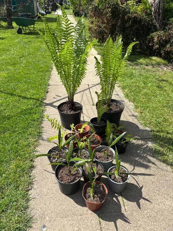 Shuttlecock ferns,fan palms 