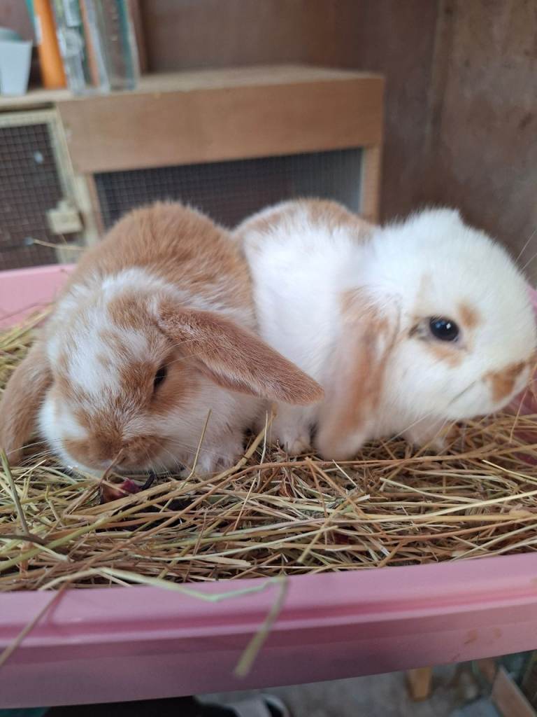 Two minilop bucks for sale 