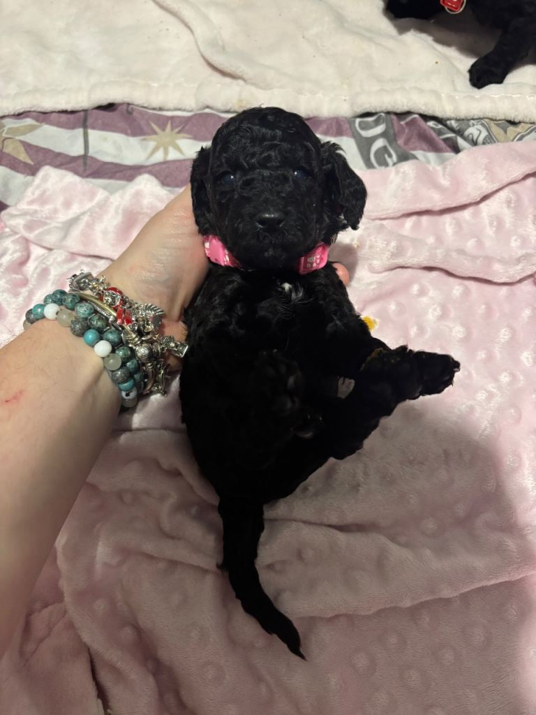 10 F1b cockapoos for sale 2 females left!