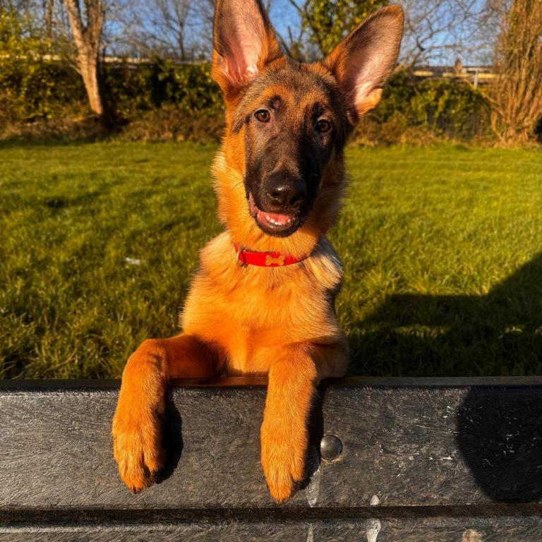     7 Month Old German Shepherd – Responsible Permanent Home Only