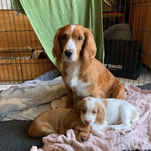 Cocker Spaniel Puppies