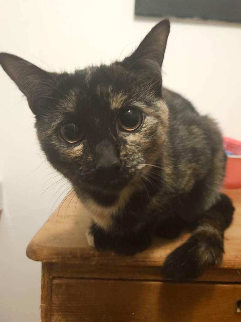 Tortoiseshell Female Cat