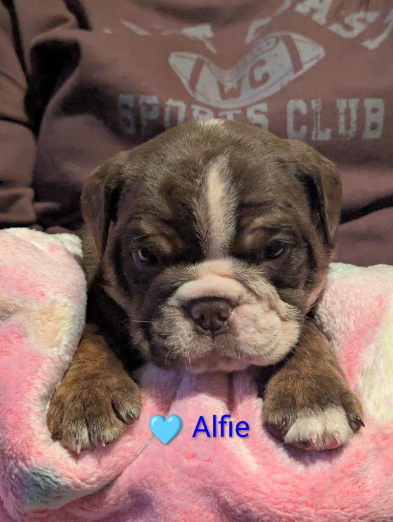 STUNNING OLD TYME ENGLISH BULLDOG PUPPIES 