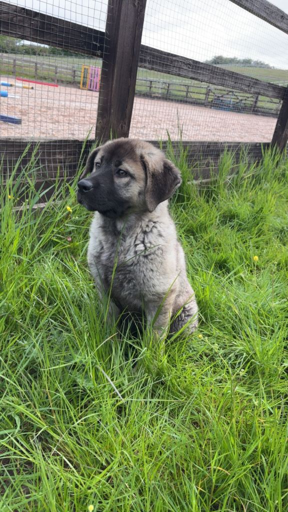 Beautiful girl Caucasian x German Shepard pup 