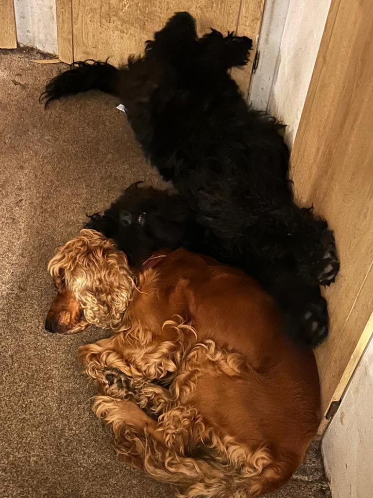 Loving homes wanted for Cockapoo puppies.