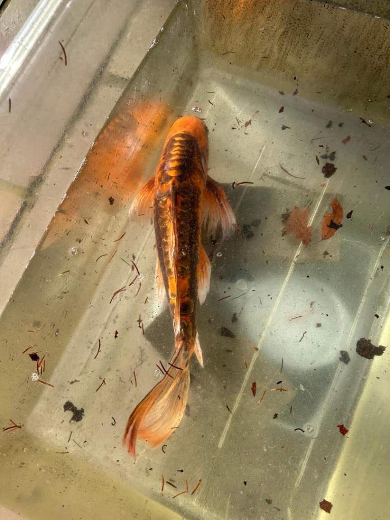 Japanse Koi 