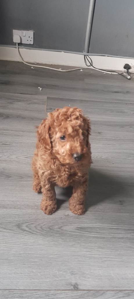 Cockapoo 