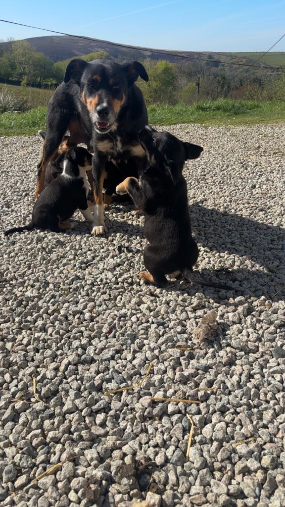 Collie cross puppies for sale 