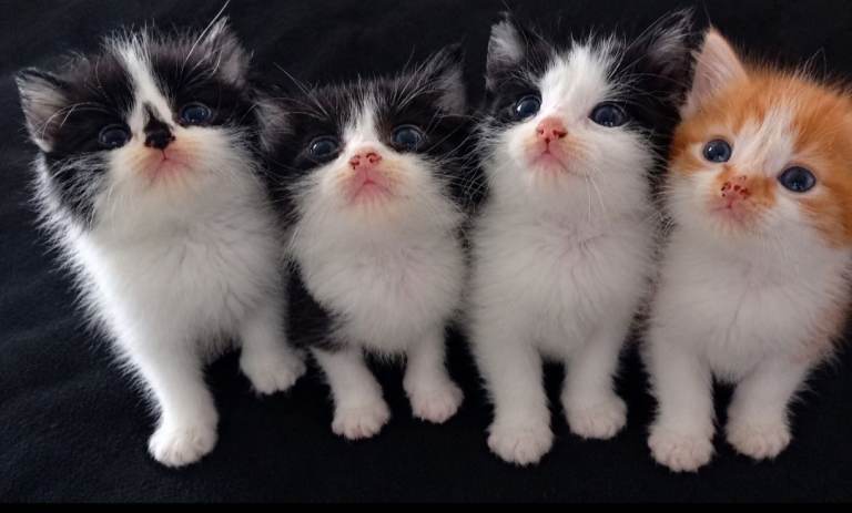 🐱💕 HEALTHY KITTENS FOR SALE – £50! 🏡🐾