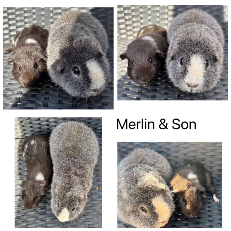 Boy/male/boar Guineapigs 