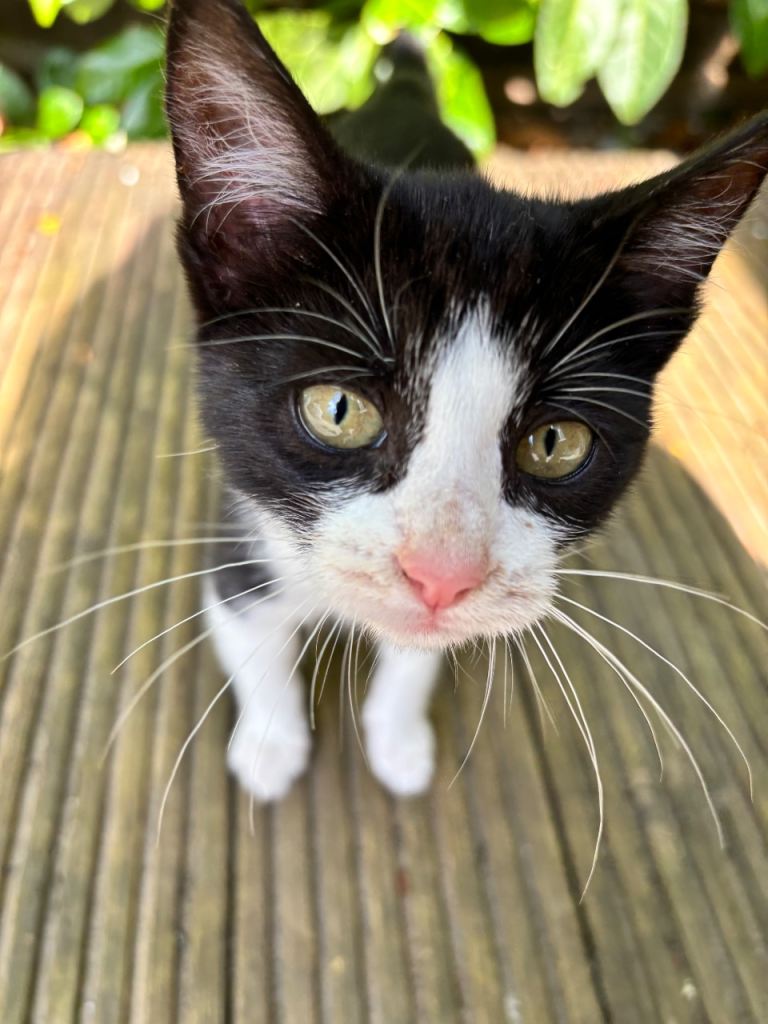 Kittens 