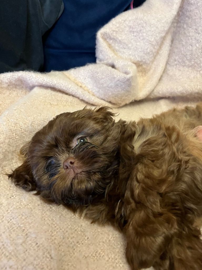 Stunning lavender Shih Tzu boys ready to go 