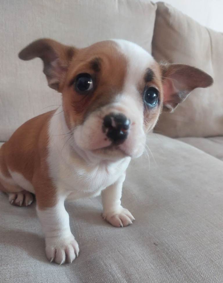 MICRO BULLY X Chihuahua
