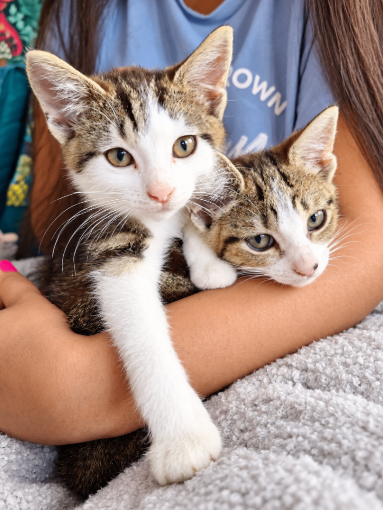 Gorgeous Tabby Sisters –  | £120 for Both 🐾🌸Heathrow